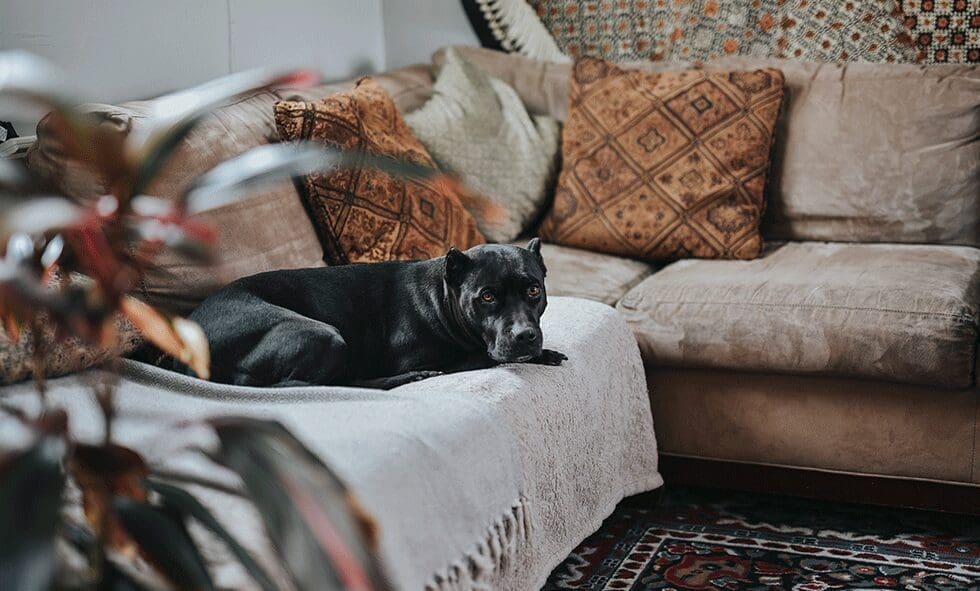 Black dog lounging on a couch.