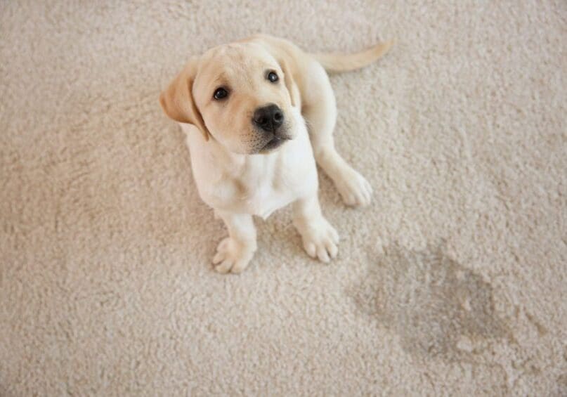 Cute puppy sitting on carpet near wet spot pet stain removal