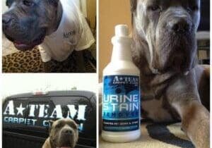 Dog wearing a shirt next to cleaning product.