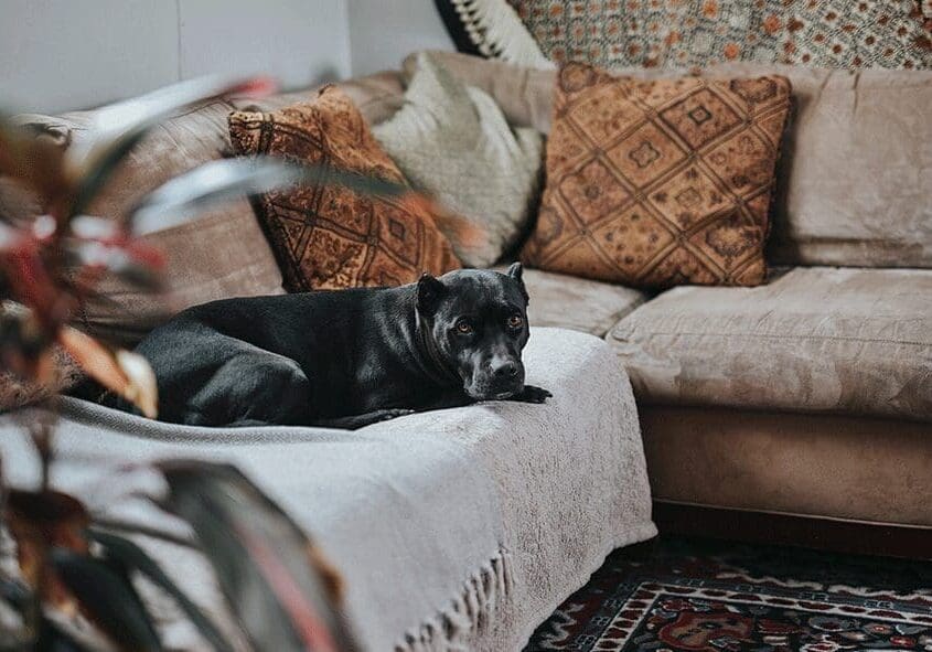 Black dog lounging on a couch.