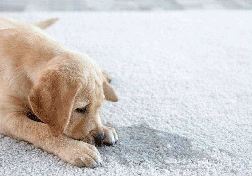 Labrador puppy lying on a carpet.